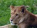 Longleat lion